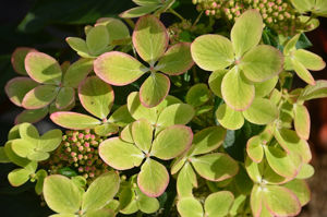 Obraz Hydrangea